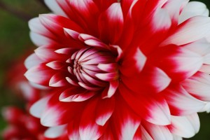 Dahlia Red White Bright